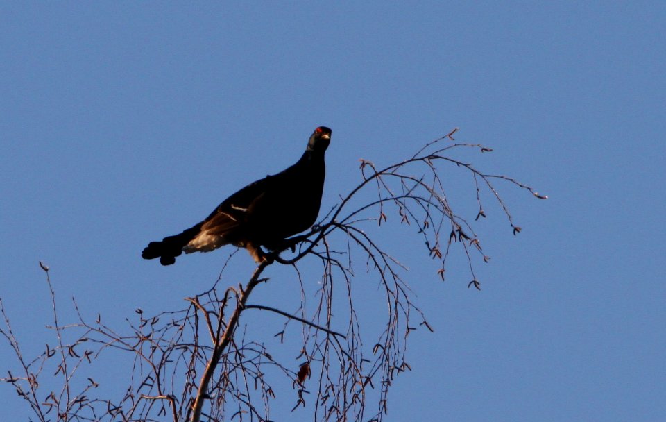 A black grouse eating on a birch tree
