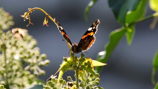 Vanessa atalanta 5