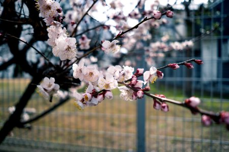 Plum Blossoms photo