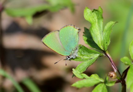 Callophrys rubi