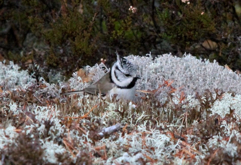 Crested tit, Lophophanes cristatus