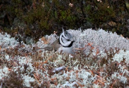 Crested tit, Lophophanes cristatus photo