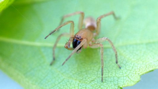 Clubiona cf. terrestris 2