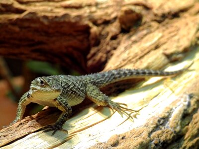 Animal creature nature