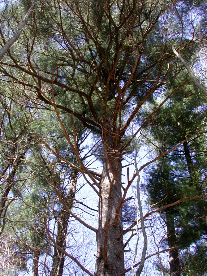 Beautiful Red Pines