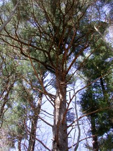 Beautiful Red Pines