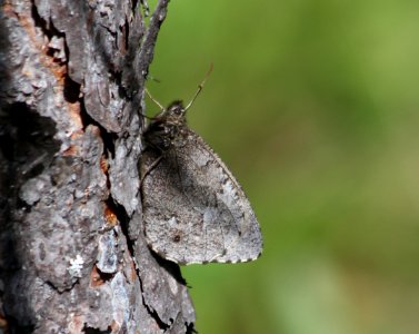 Jutta Arctic or Baltic Grayling ,  Baltischer Samtfalter, Oeneis jutta