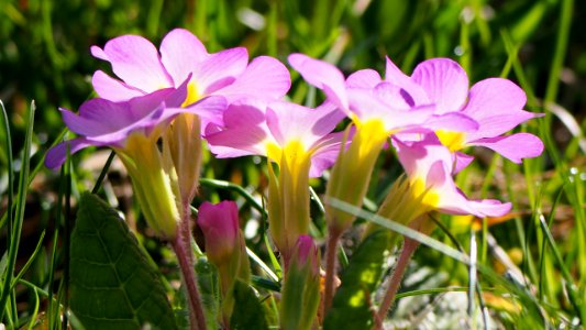 Violette Primel im Gegenlicht