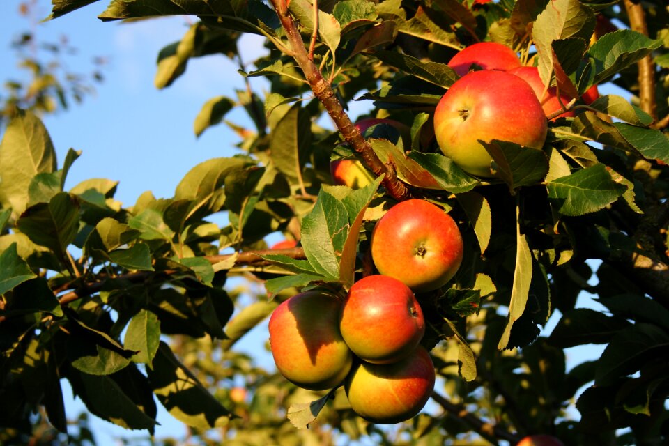 Summer have fruit