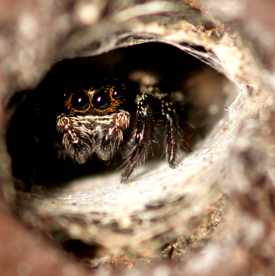 Spider Inside Wood Hole