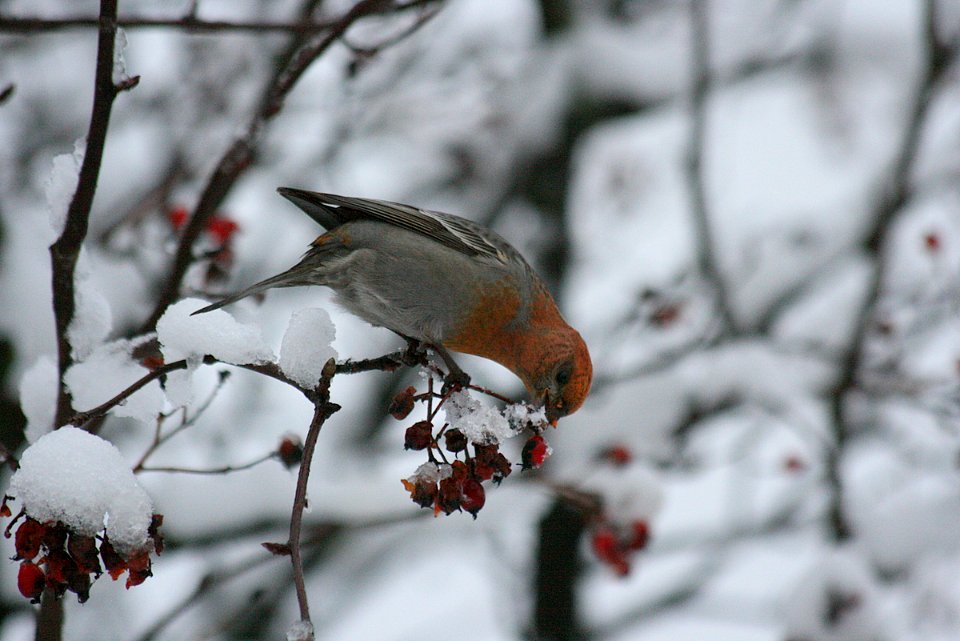 The food is frozen photo