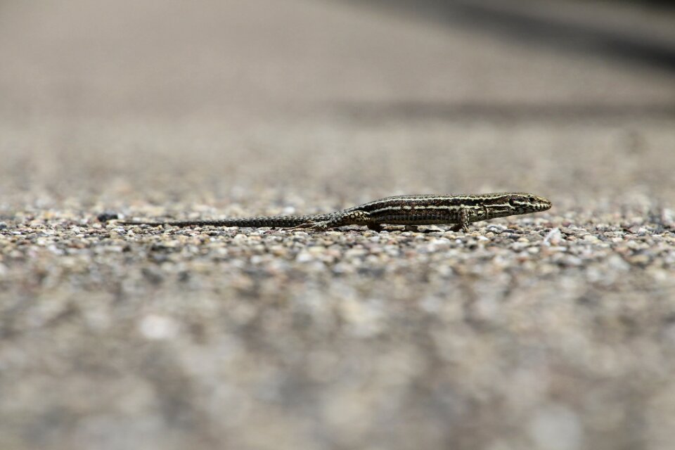 Nature reptile animal