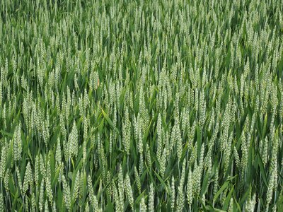 Cornfield spike cereals