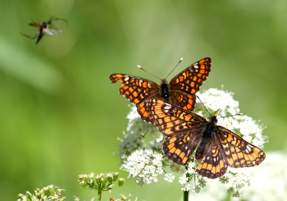 Scarce fritillary, Euphydryas maturna