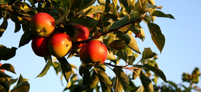 Summer have fruit