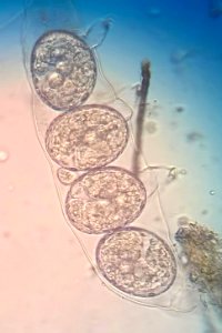 four new Tardigrades