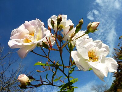 Bloom rose summer photo