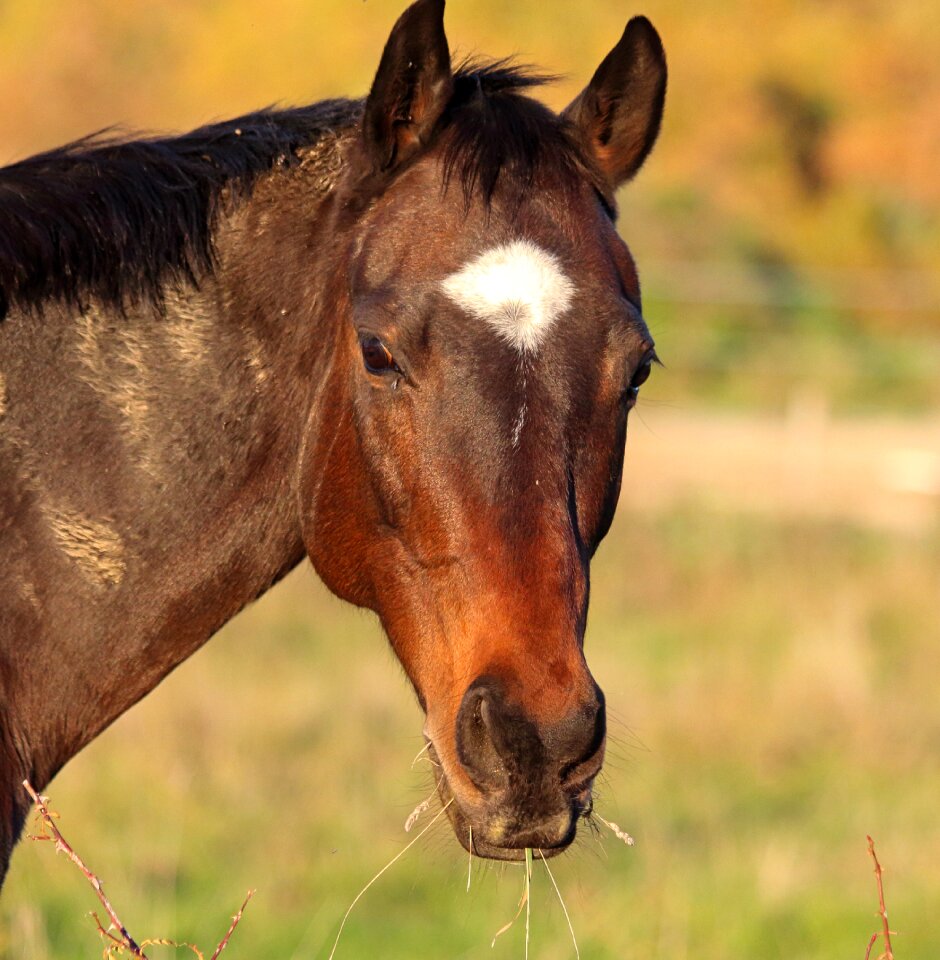 Field horses farm
