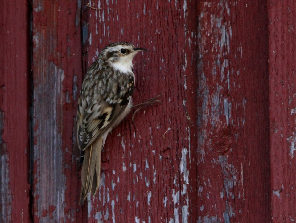 A tree creeper, Certhia familaris