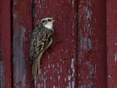 A tree creeper, Certhia familaris