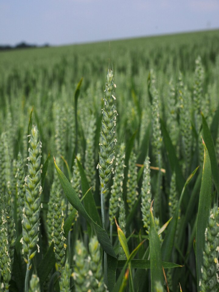 Cornfield spike cereals