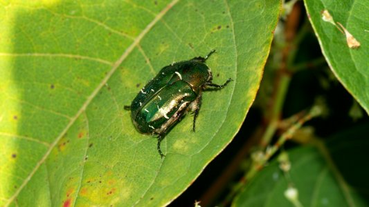 Cetonia aurata