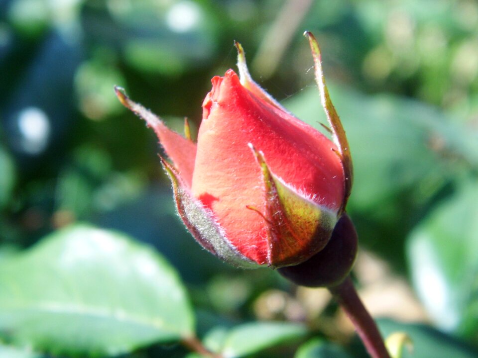 Nature plant romantic