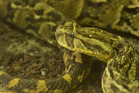 Dangerous snake tooth