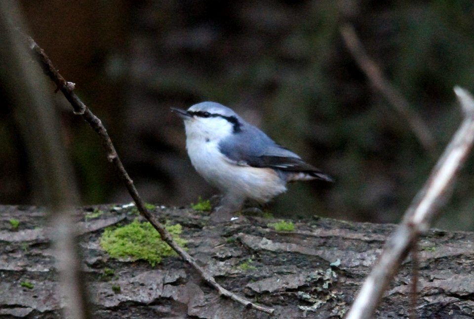 Eurasian nuthatch, wood nuthatch, Sitta europaea