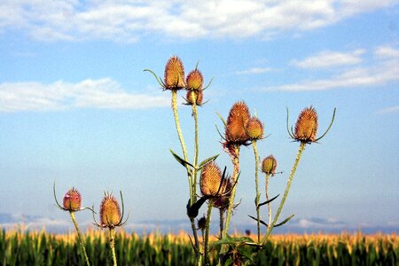 Nature summer corn