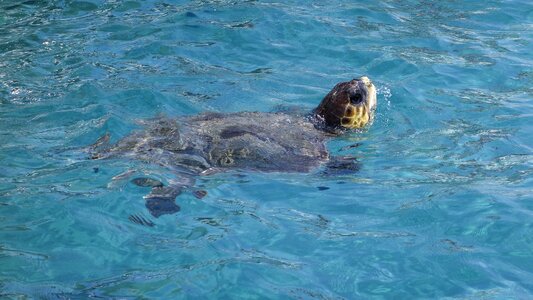 Water turtle portrait animal