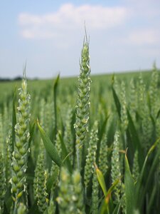 Cornfield spike cereals