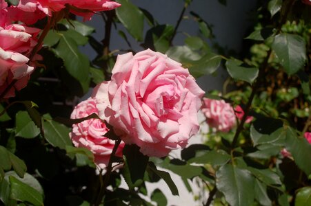 Summer roses fragrance photo