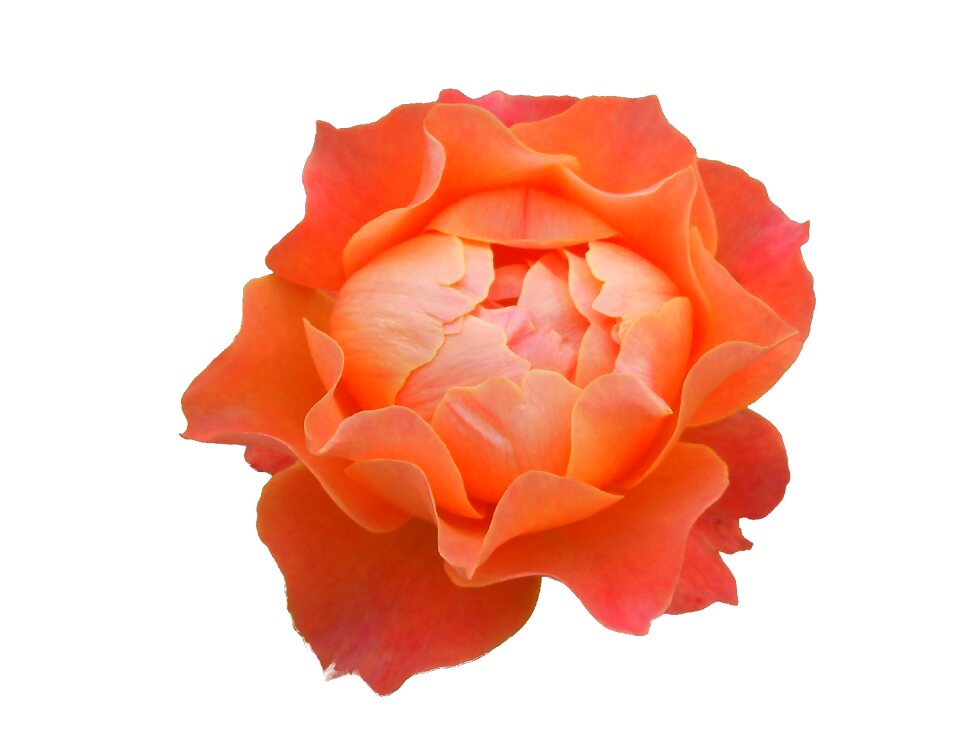 Blossom bloom rose bloom