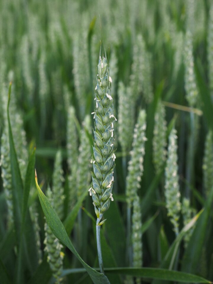 Cornfield spike cereals