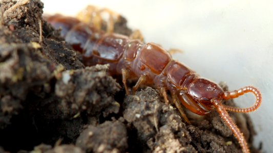 Lithobius forficatus