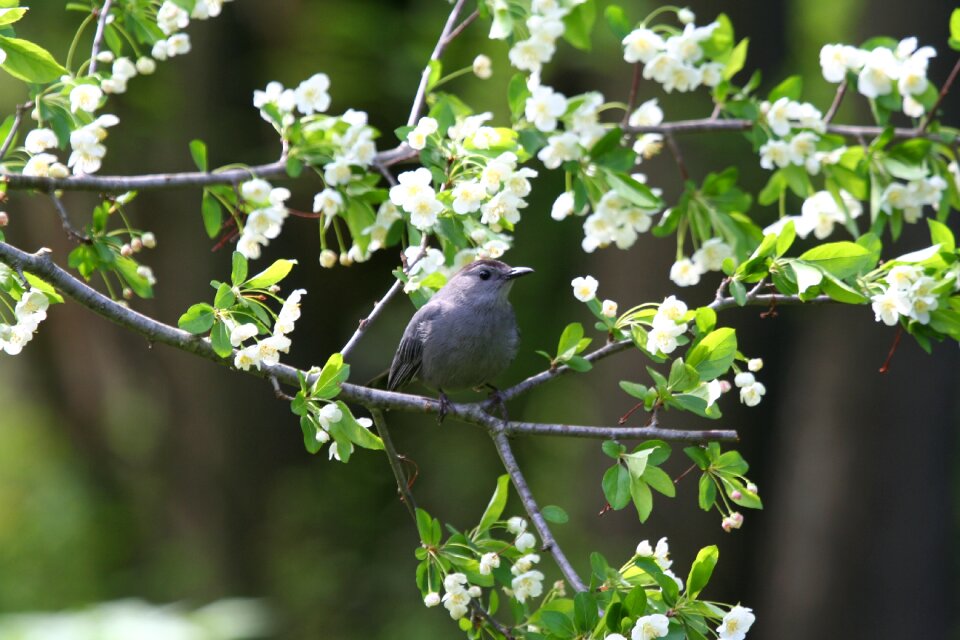 Wildlife nature songbird