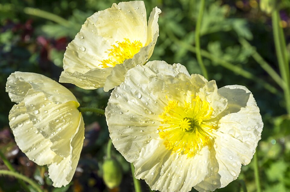 Floral spring blossom