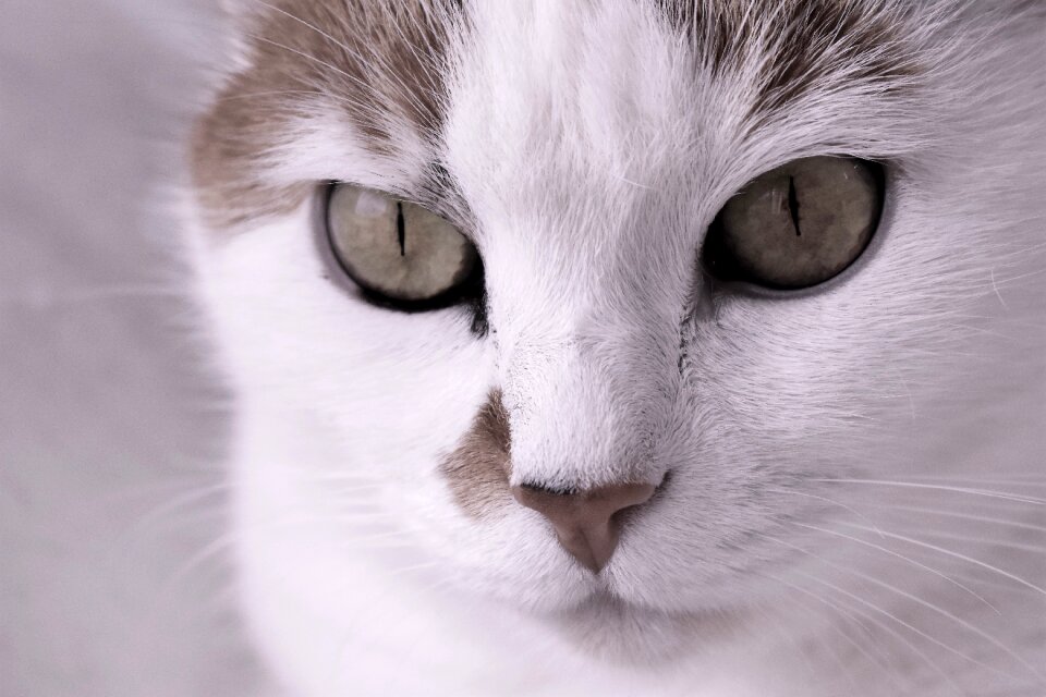 Tiger cat domestic cat cat's eyes