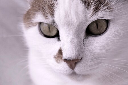 Tiger cat domestic cat cat's eyes