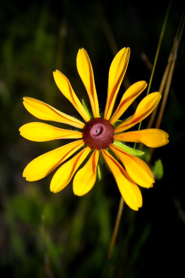 Black-Eyed Susan