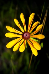 Black-Eyed Susan