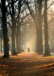 Jogging In The Mist