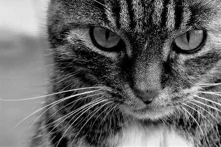 Tiger cat domestic cat cat's eyes photo