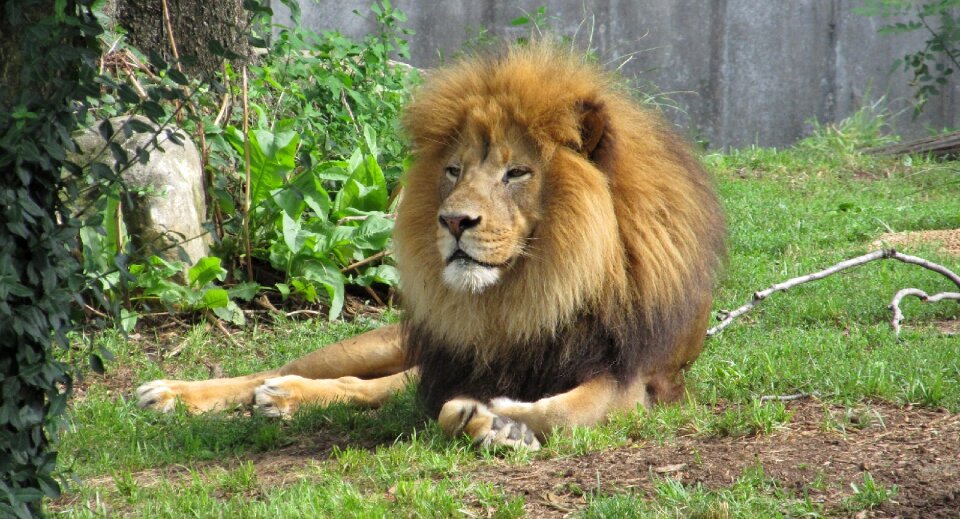 King of the jungle male predator photo