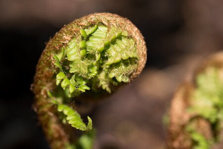 Nature new leaves plant