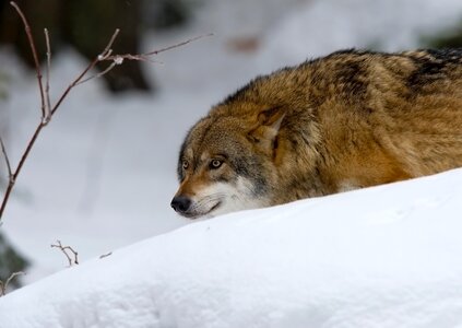 Wolf predator pack animal
