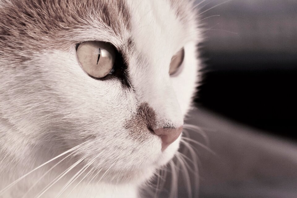 Tiger cat domestic cat cat's eyes