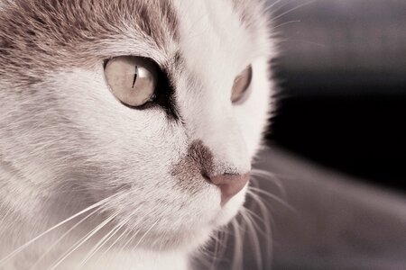 Tiger cat domestic cat cat's eyes