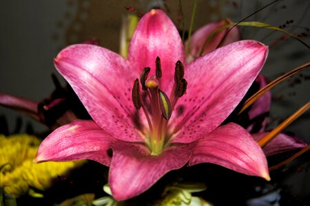 Bloom flower blossomed